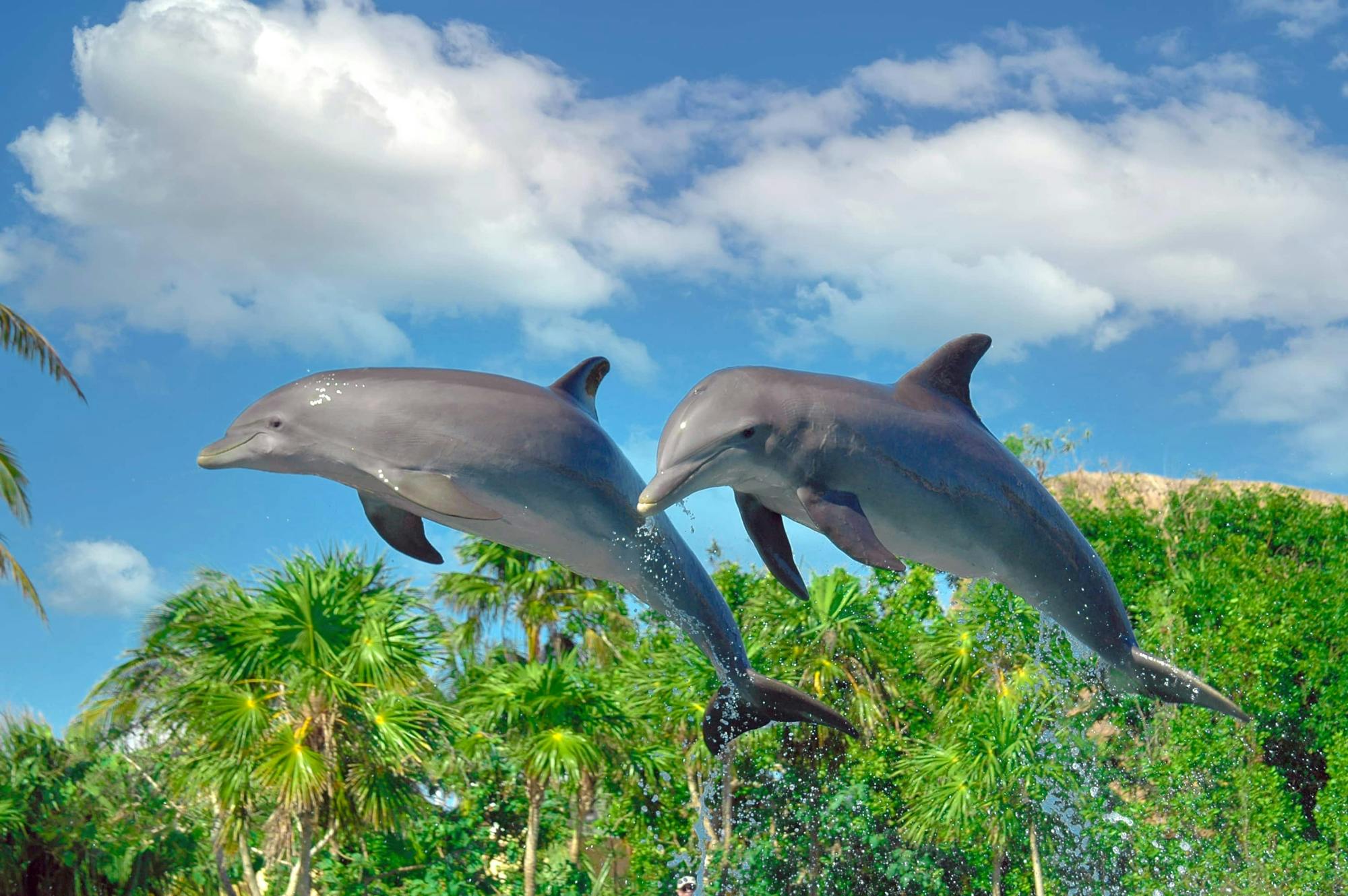 Delphinus Dolphin Experiences at Playa Mujeres