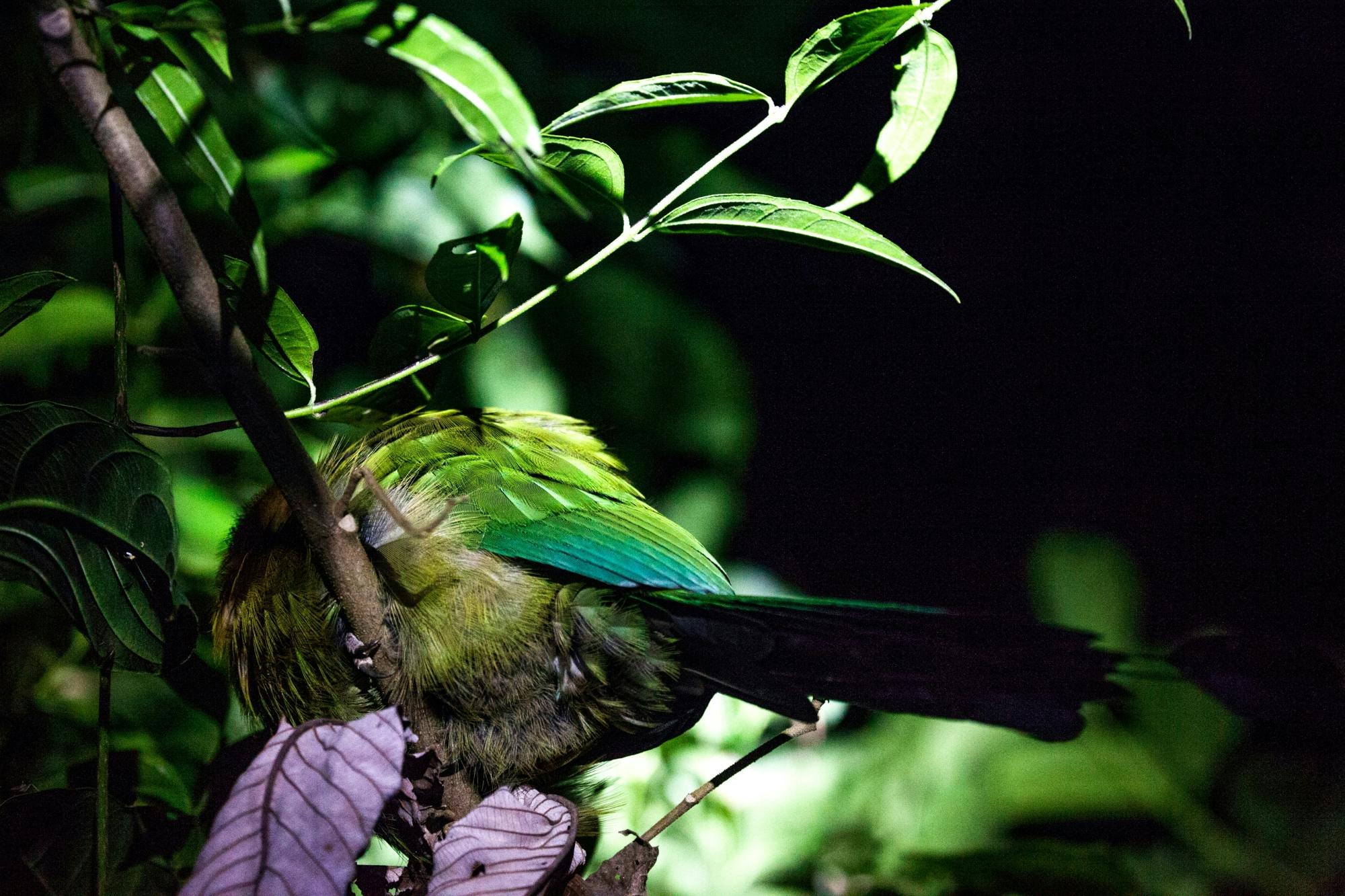 Monteverde Cloud Forest Biological Reserve by Night