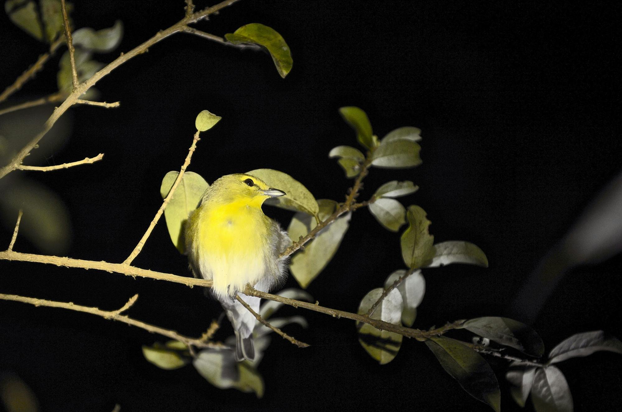 Monteverde Cloud Forest Biological Reserve by Night