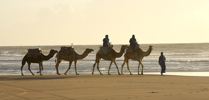 Guided camel ride in Essaouira