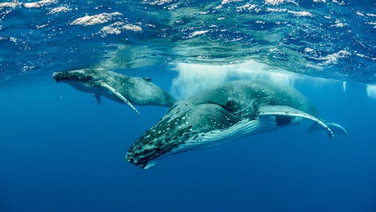 Half-day swimming experience with whales in Moorea