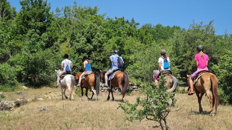 Horse riding experience at Vjosa National Park from Permet