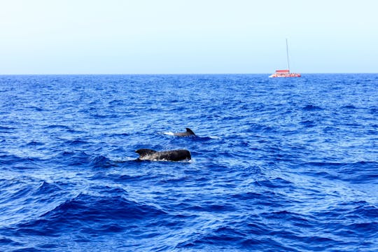 Teneriffan valas- ja delfiiniristeily aikuisille Freebird-katamaraanilla