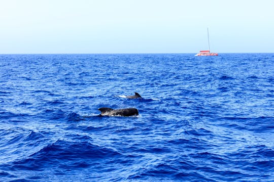 Les baleines et dauphins de Tenerife avec le catamaran Freebird - réservé aux adultes