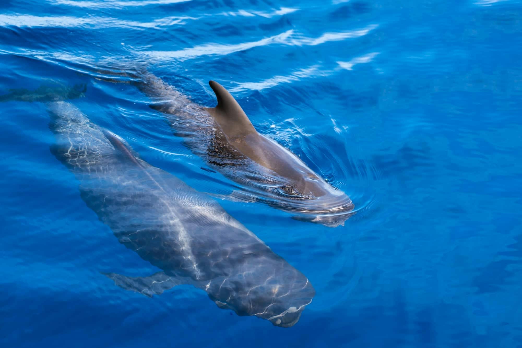 Freebird Catamaran Whale & Dolphin Cruise to Masca