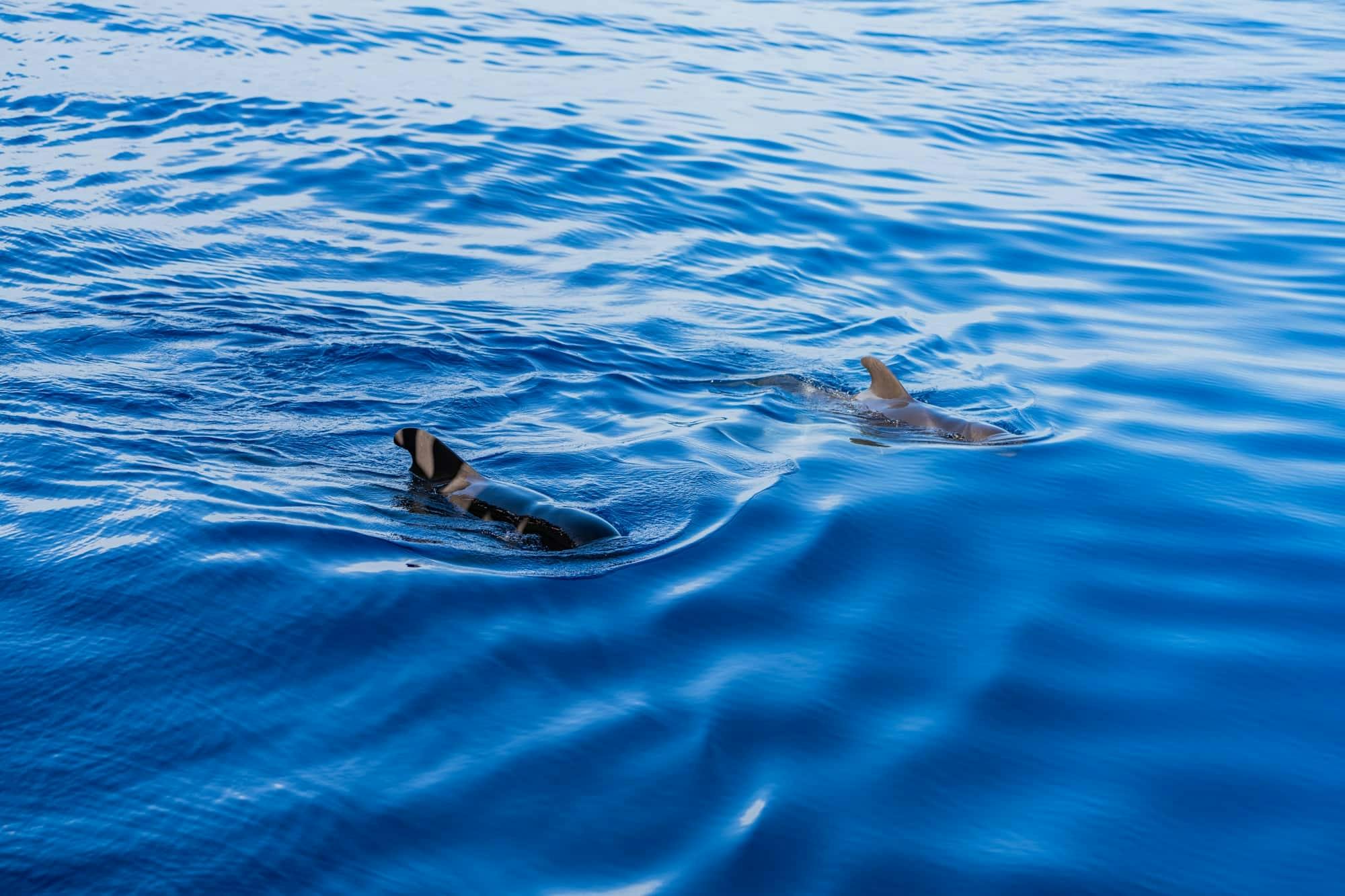 Freebird Catamaran Whale & Dolphin Cruise to Masca