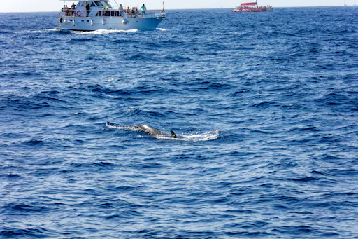 Whale and Dolphin Watching Catamaran Trip - Freebird