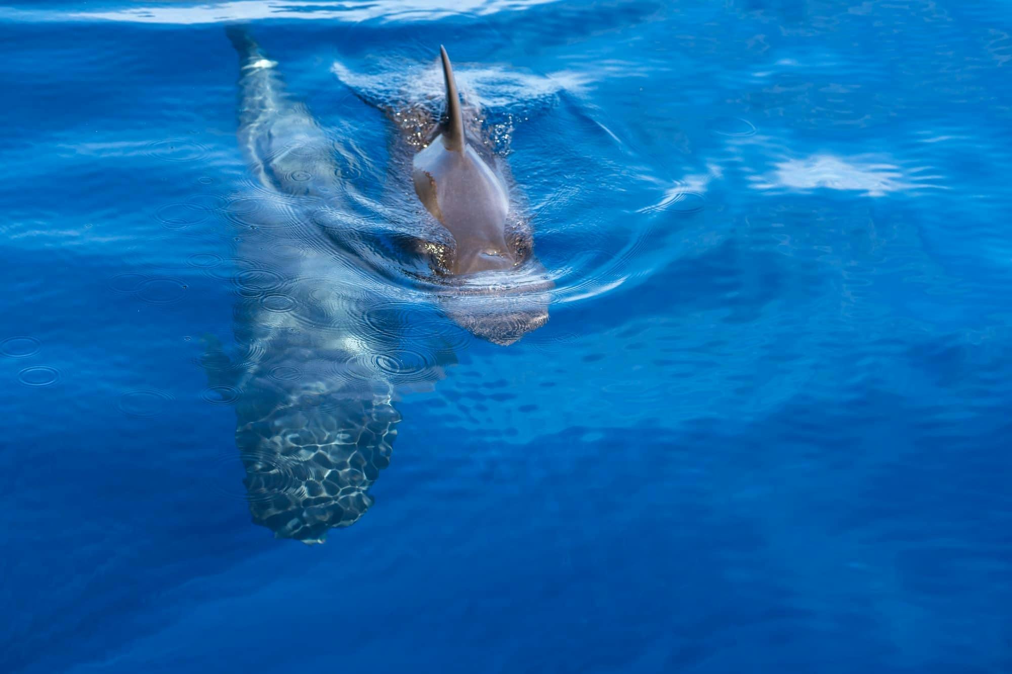 Whale and Dolphin Watching Catamaran Trip - Freebird