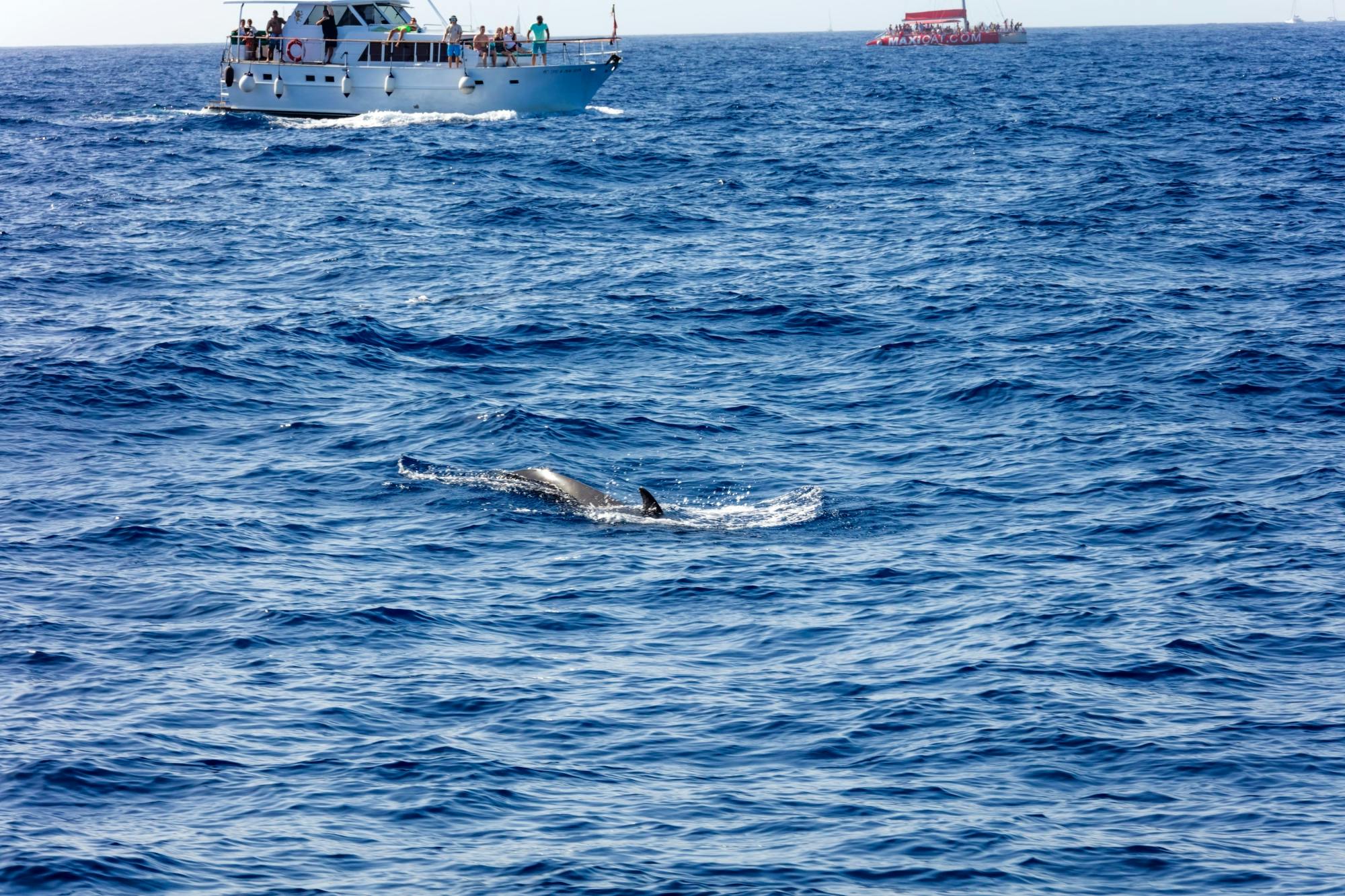 Whale and Dolphin Watching Catamaran Trip - Freebird