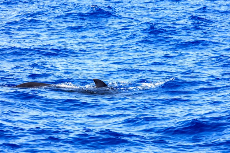 Exclusive Freebird Catamaran Whale & Dolphin Cruise to Masca