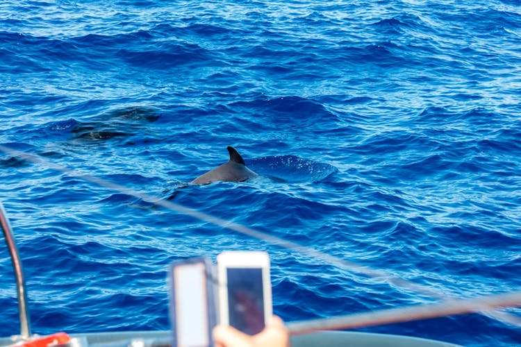 Exclusive Freebird Catamaran Whale & Dolphin Cruise to Masca