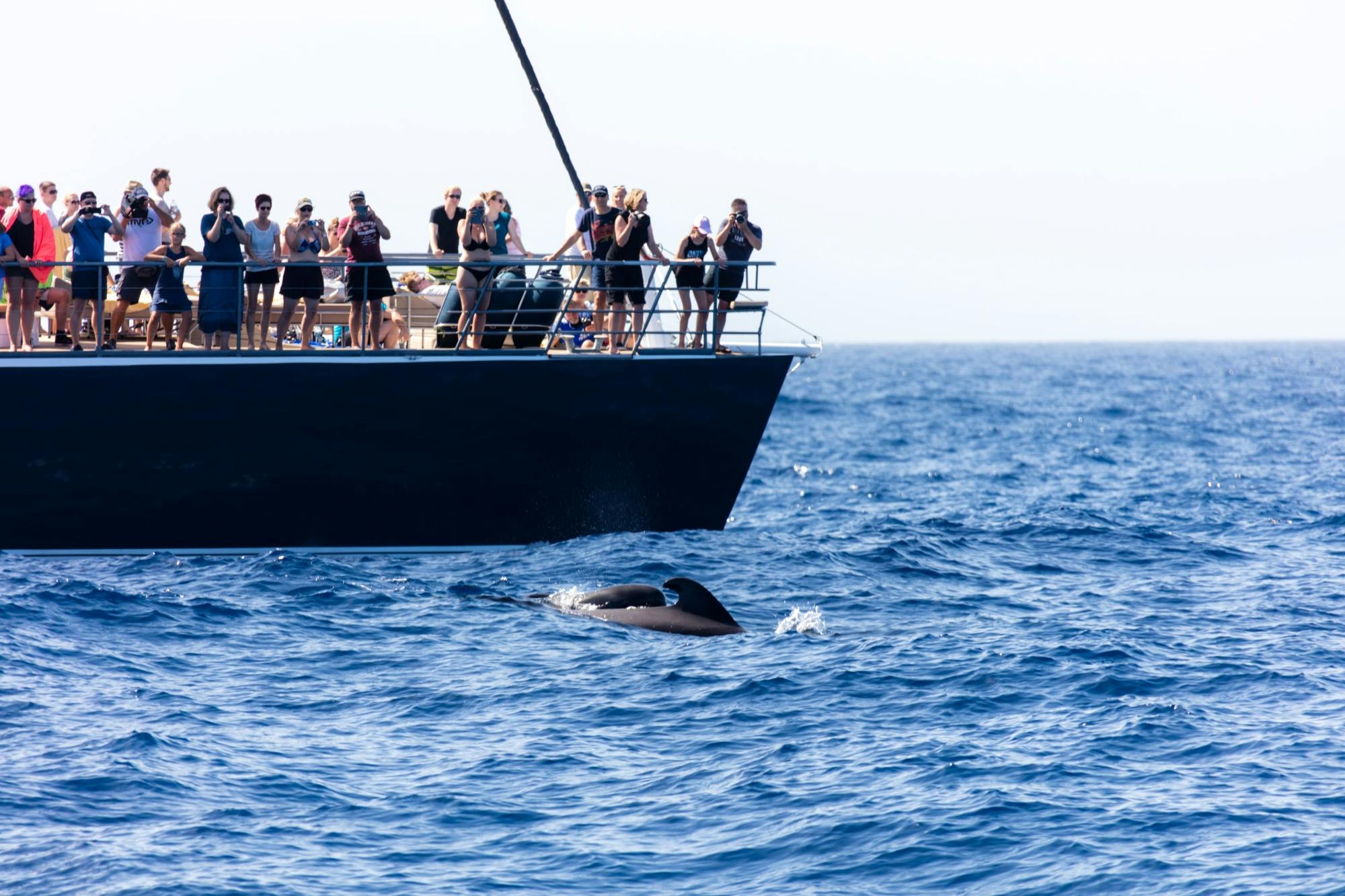 Exclusive Freebird Catamaran Whale & Dolphin Cruise to Masca