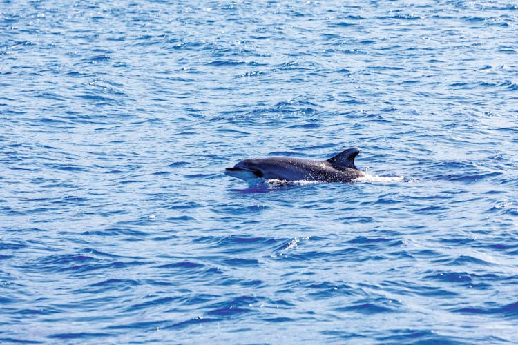 Freebird Catamaran Whale & Dolphin Cruise Ticket to Masca