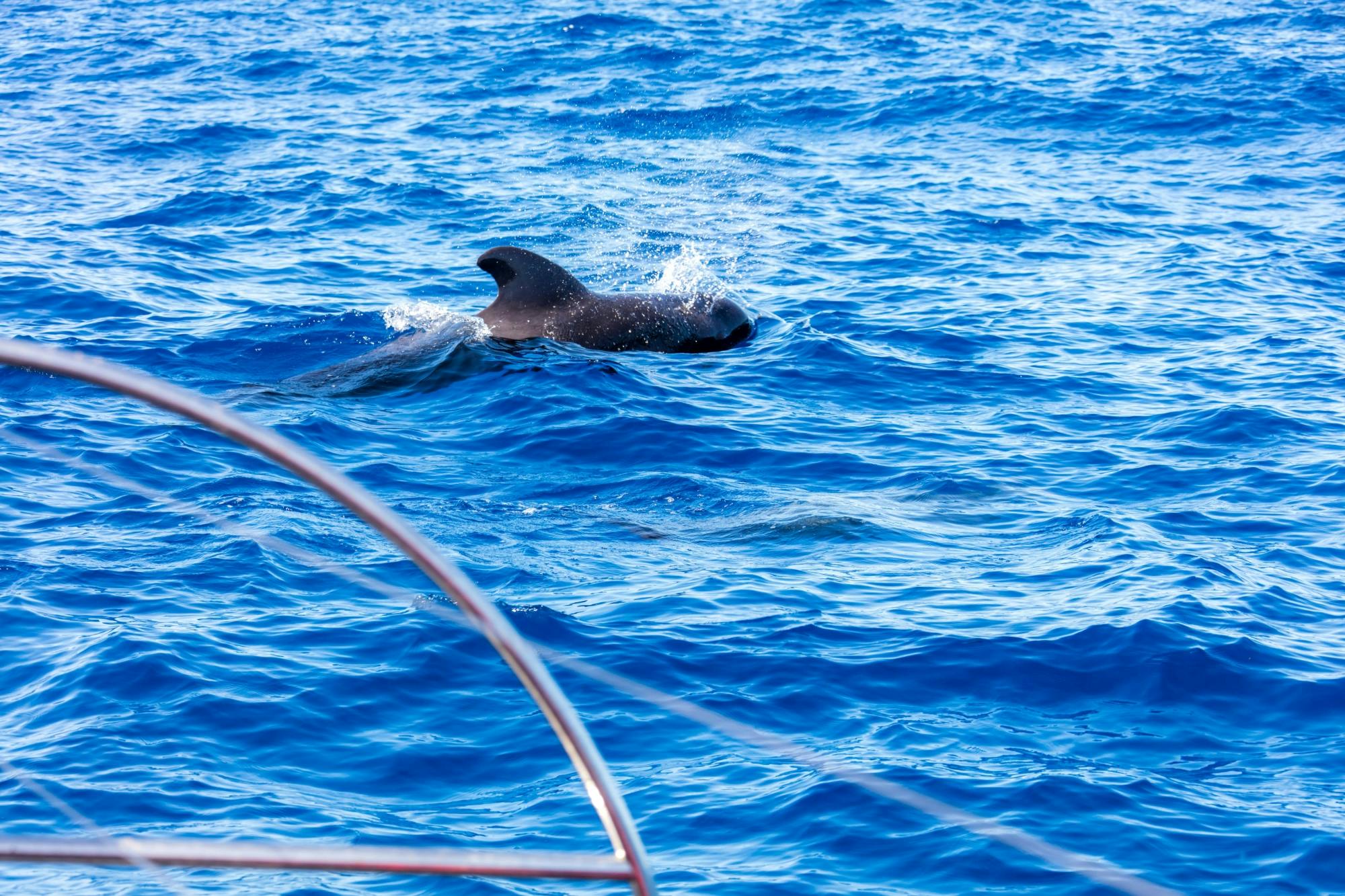 Freebird Catamaran Whale & Dolphin Cruise Ticket to Masca