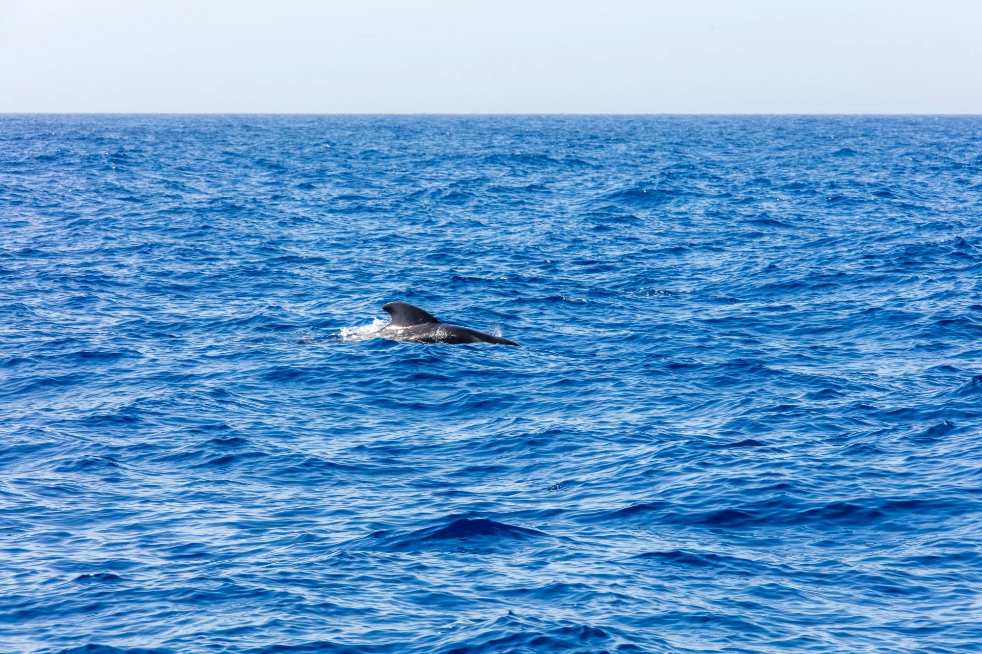 Freebird Catamaran Whale & Dolphin Cruise Ticket to Masca