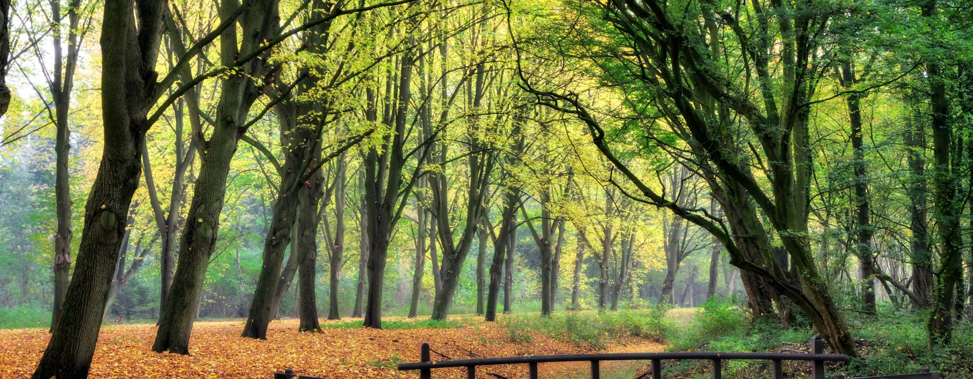 Amsterdamse Bos tickets en tours
