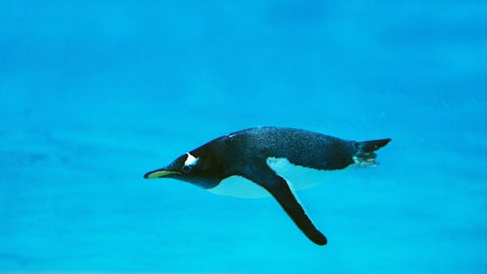 Dubai Aquarium and Underwater Zoo penguin cove experience