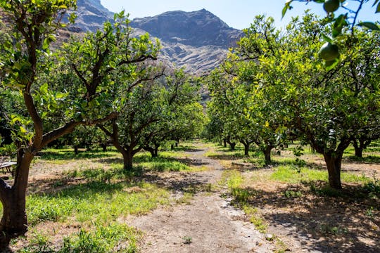 Visite gastronomique de Gran Canaria avec visite de distillerie et déjeuner