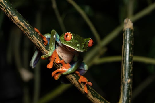Monteverde-Frosch-Tour bei Nacht
