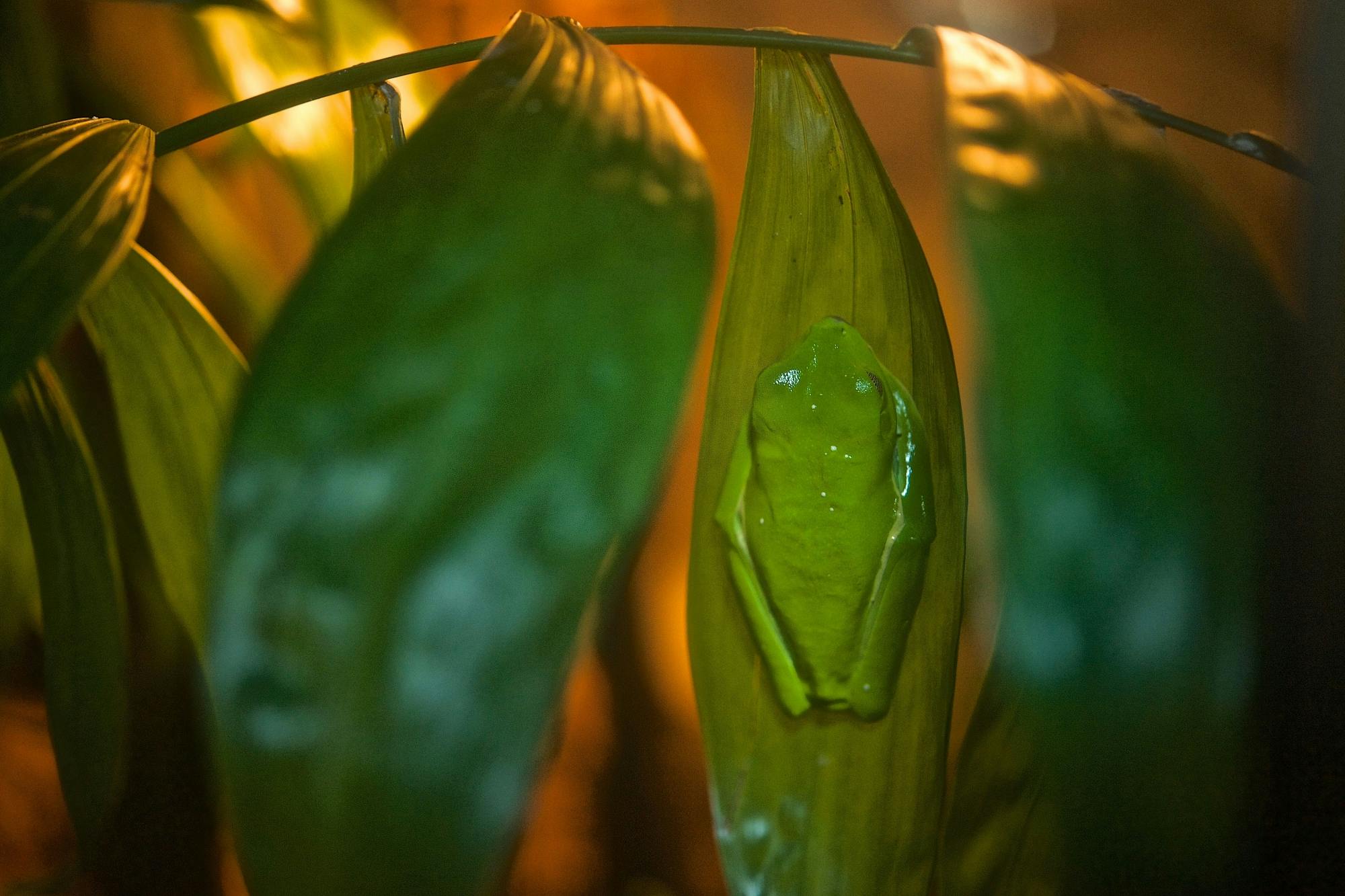 Monteverde Frog Tour by Night