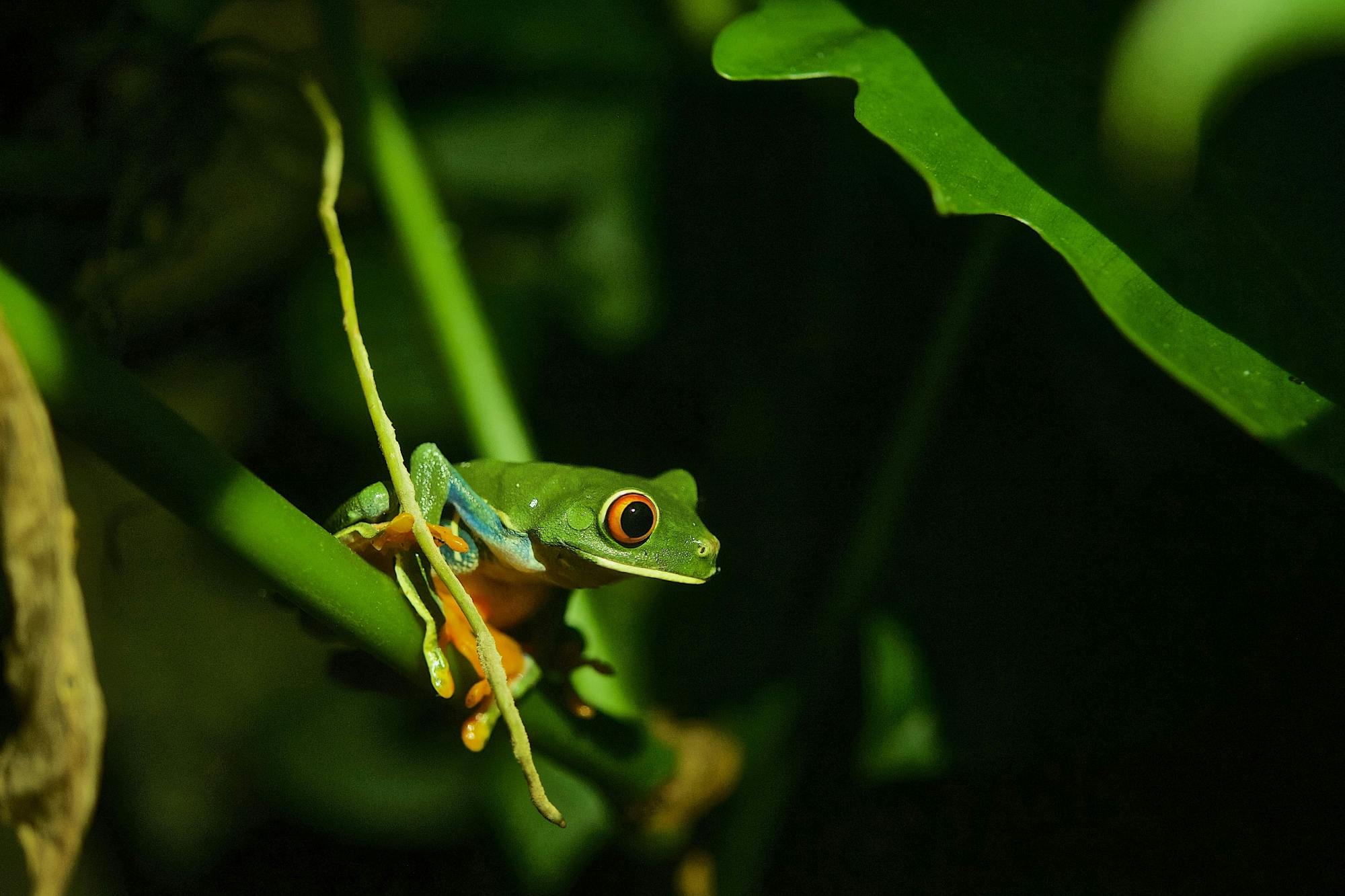 Monteverde Frog Tour by Night