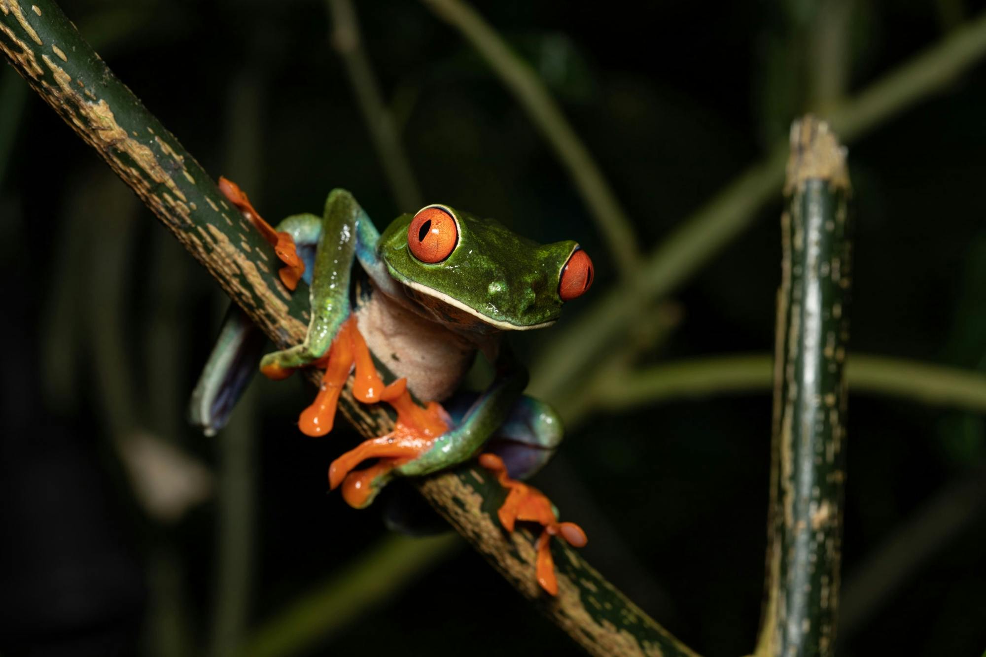 Passeio noturno de rãs em Monteverde