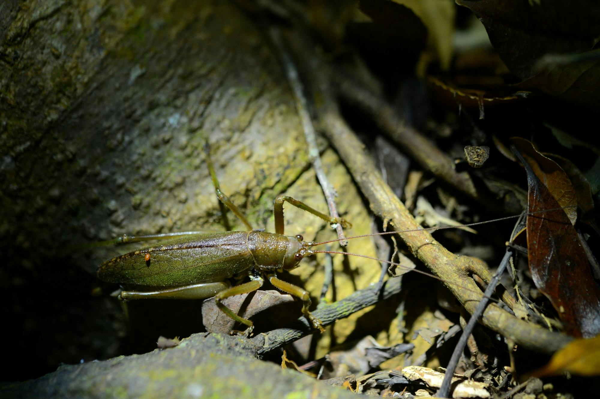 Monteverde Frog Tour by Night