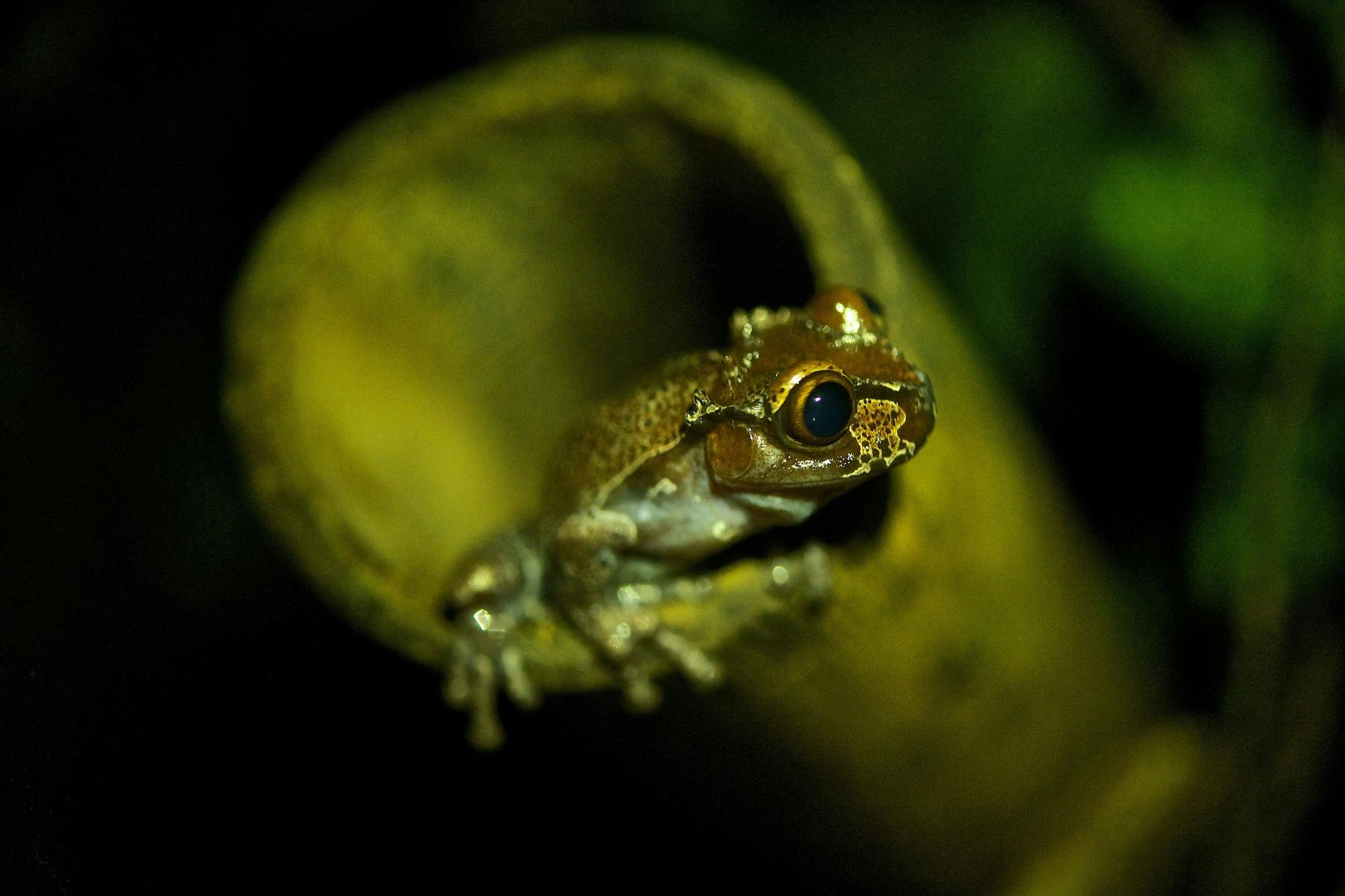 Monteverde Frog Tour by Night