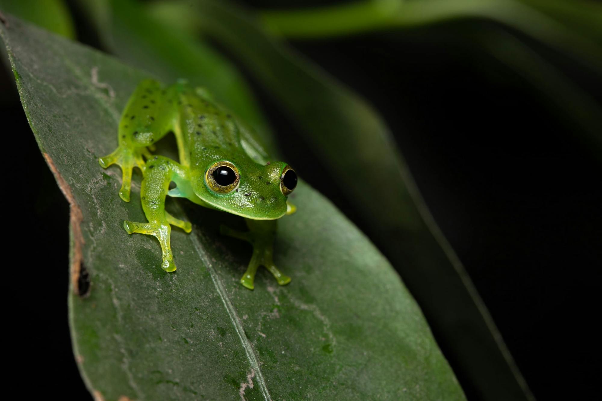 Monteverde Frog Tour by Night