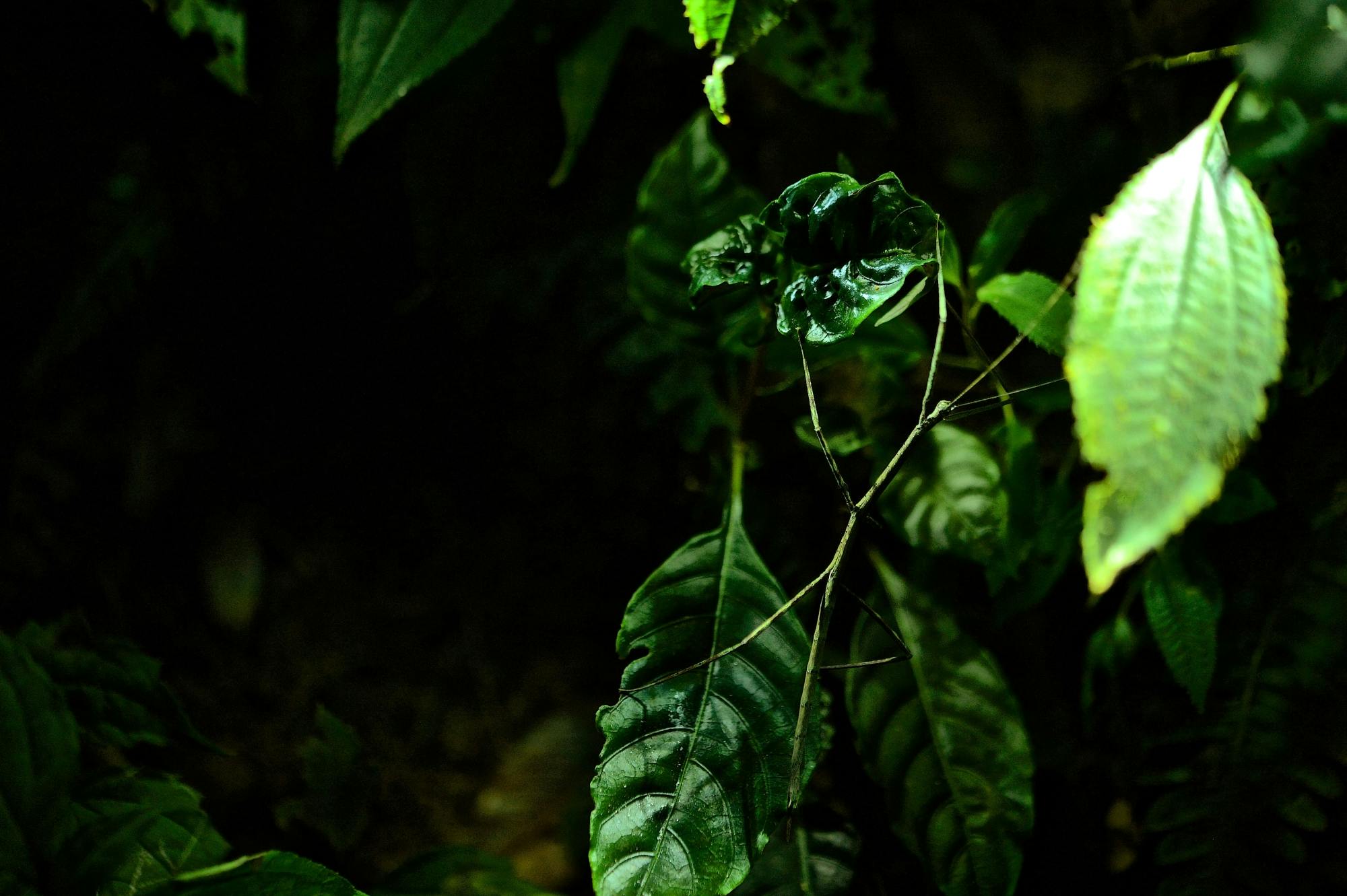 Monteverde Frog Tour by Night