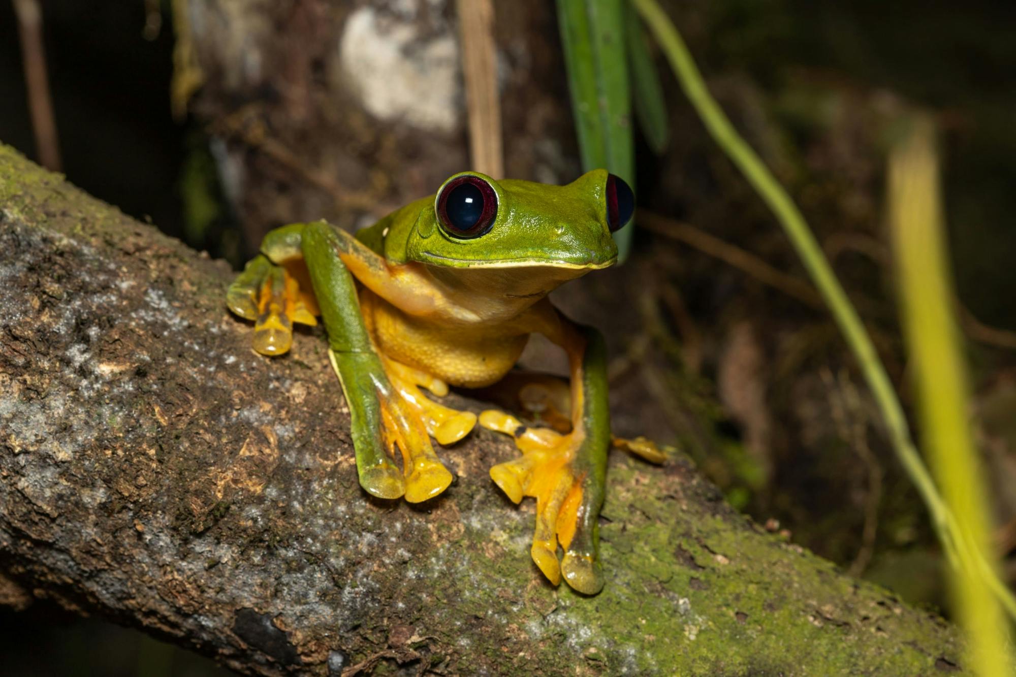 Monteverde Frog Tour by Night