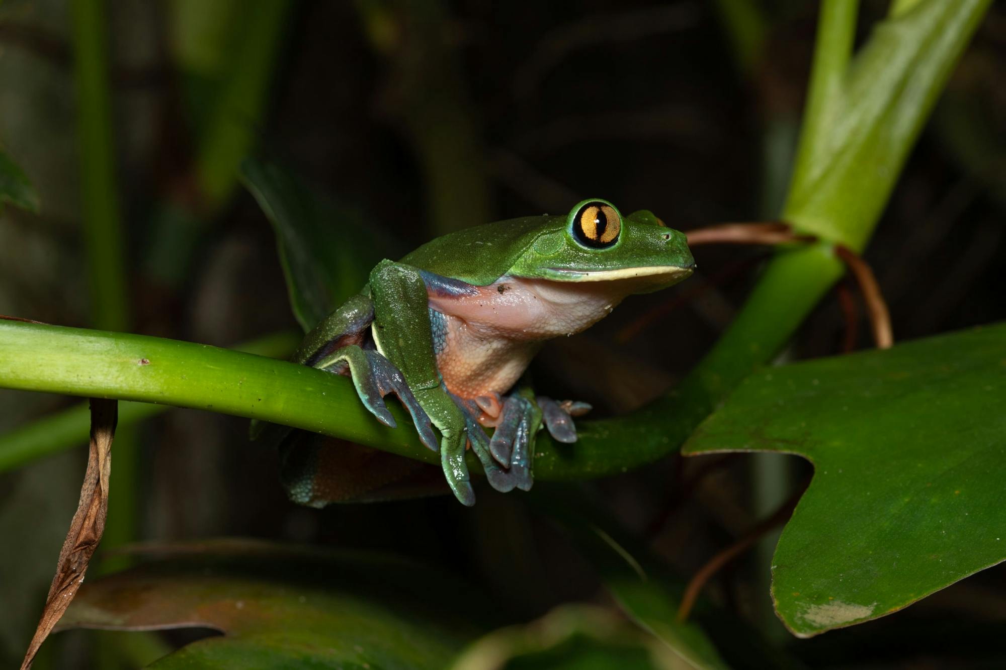 Monteverde Frog Tour by Night