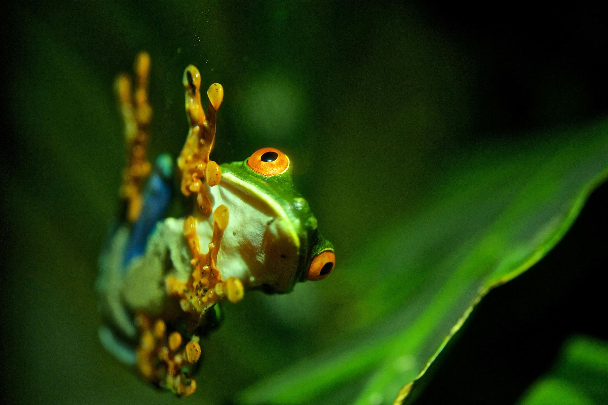 Monteverde Frog Tour by Night