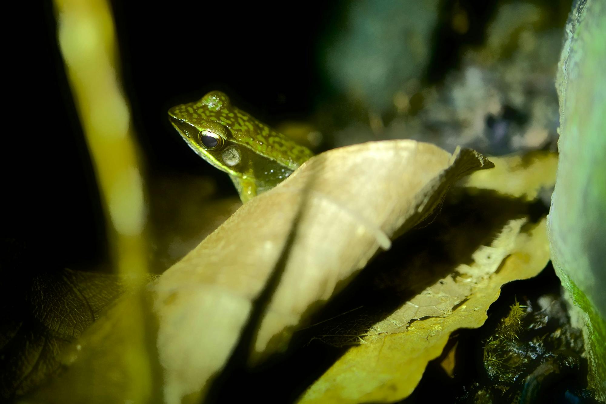 Monteverde Frog Tour by Night