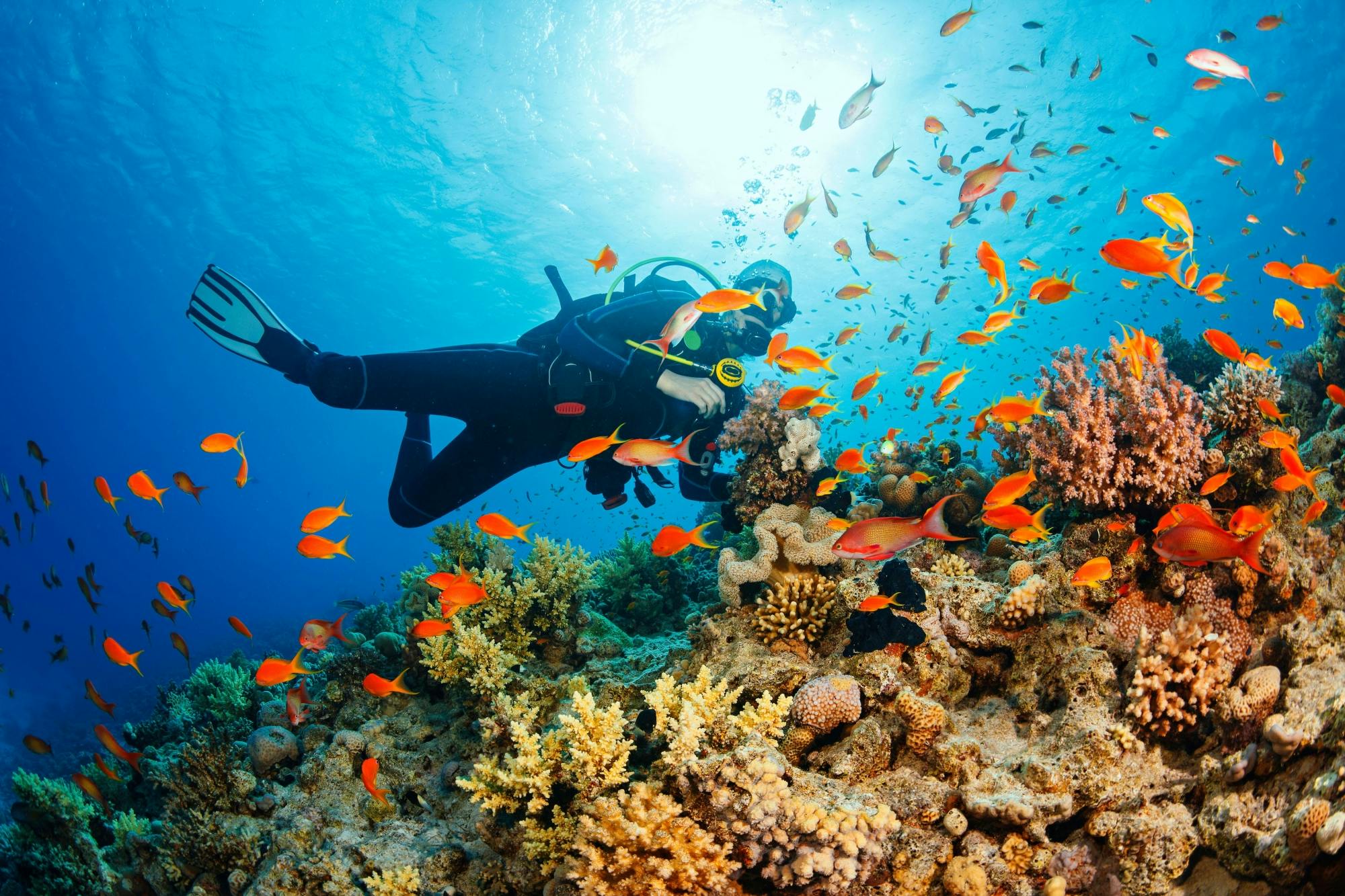 Riviera Maya Scuba Diving Experiences