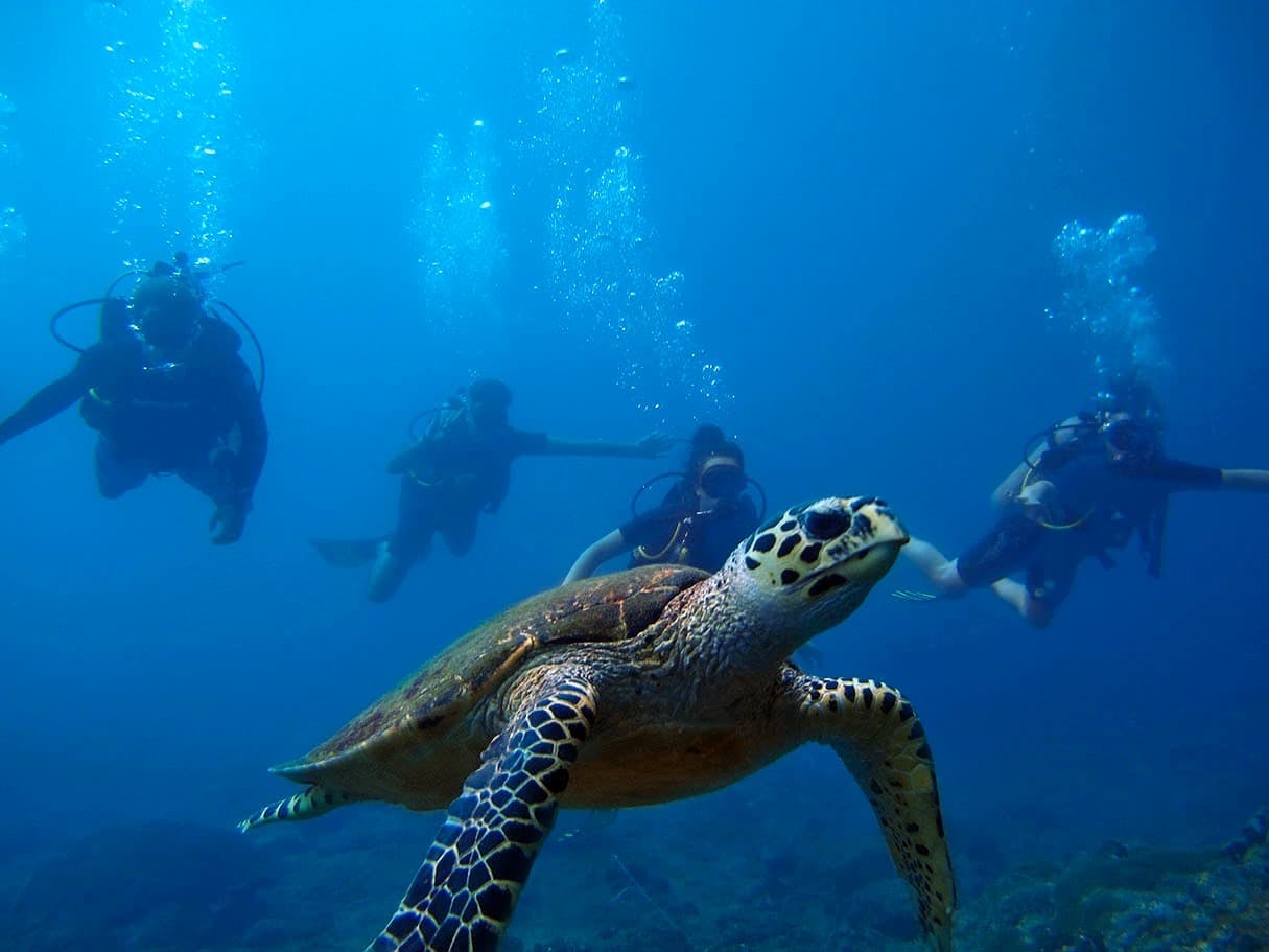 Riviera Maya Scuba Diving Experiences