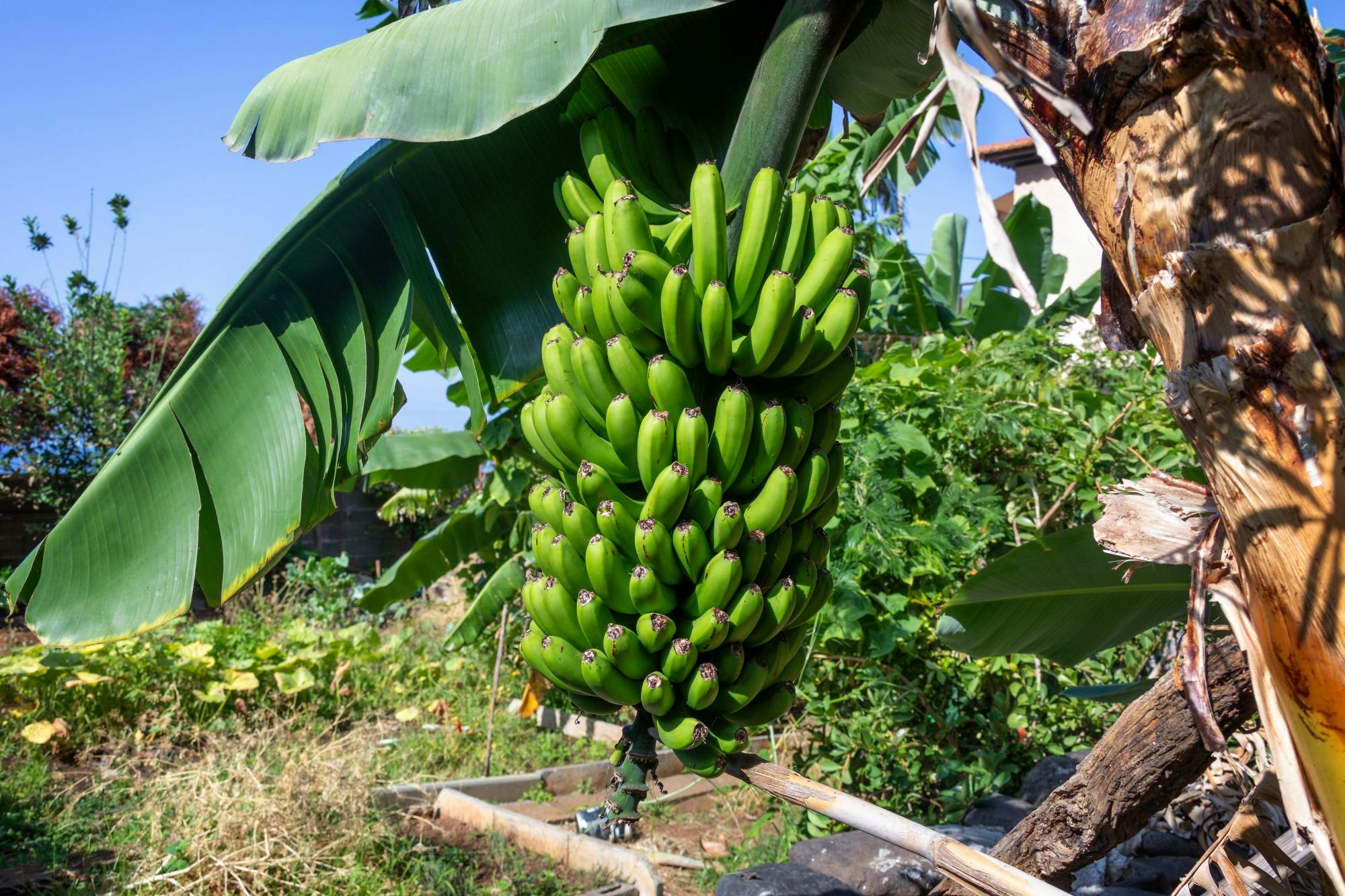 Western Madeira Tour with Banana Plantation and Lunchm