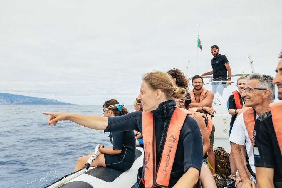 Erleben Sie Schwimmen mit Delfinen auf Madeira