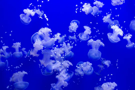 Biglietti per l'Acquario di Siviglia
