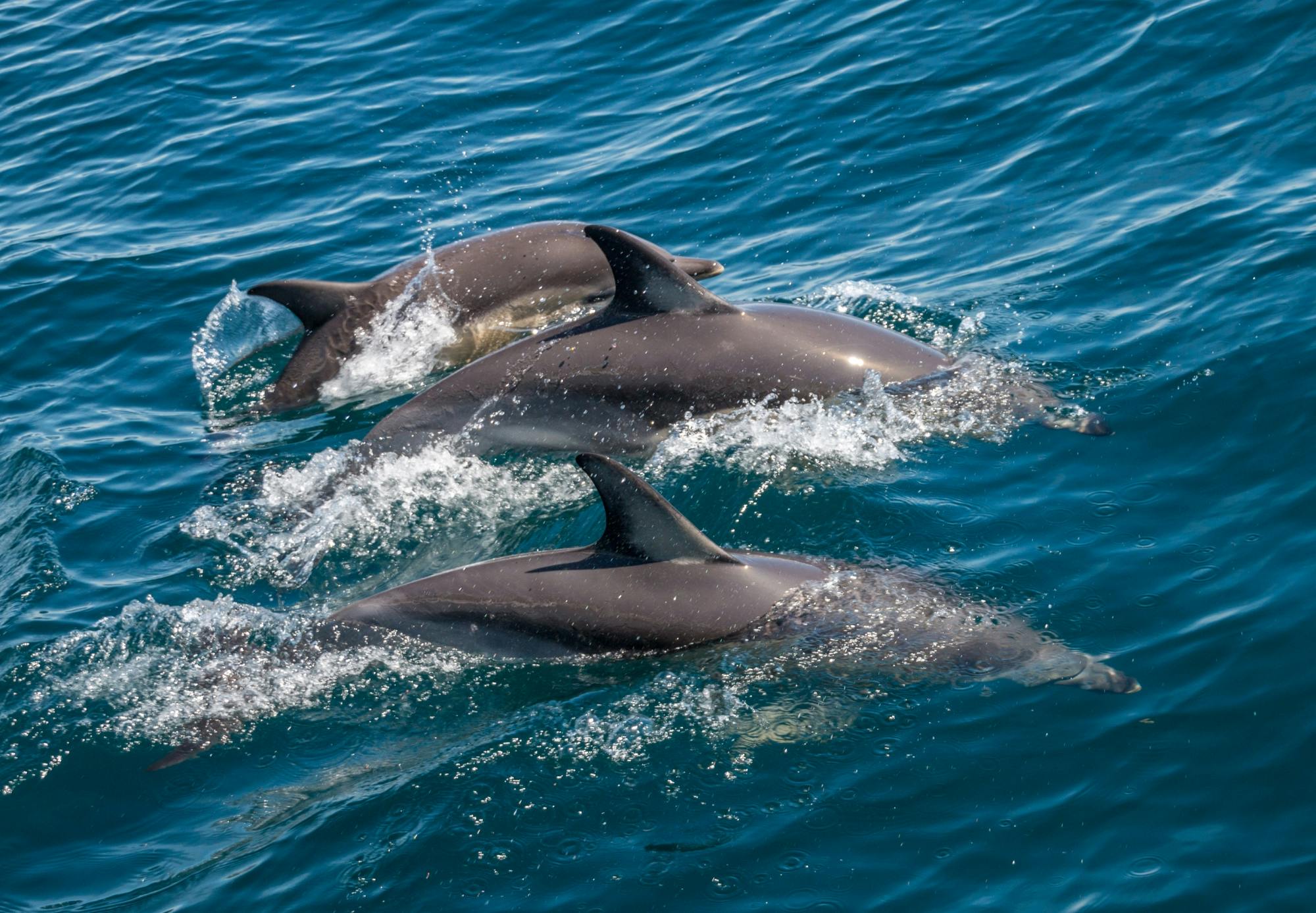 Obserwacja delfinów i wycieczka po 2 wyspach w Ria Formosa
