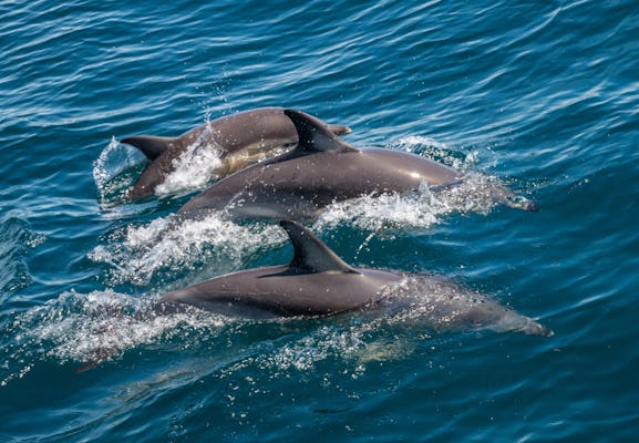 Dolphin watching and tour of 2 islands in Ria Formosa