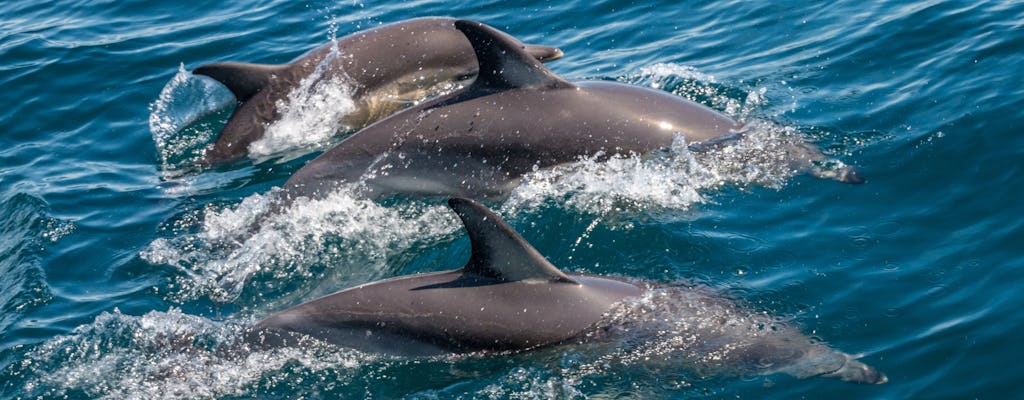 Avistamiento de delfines y tour de 2 islas en Ria Formosa