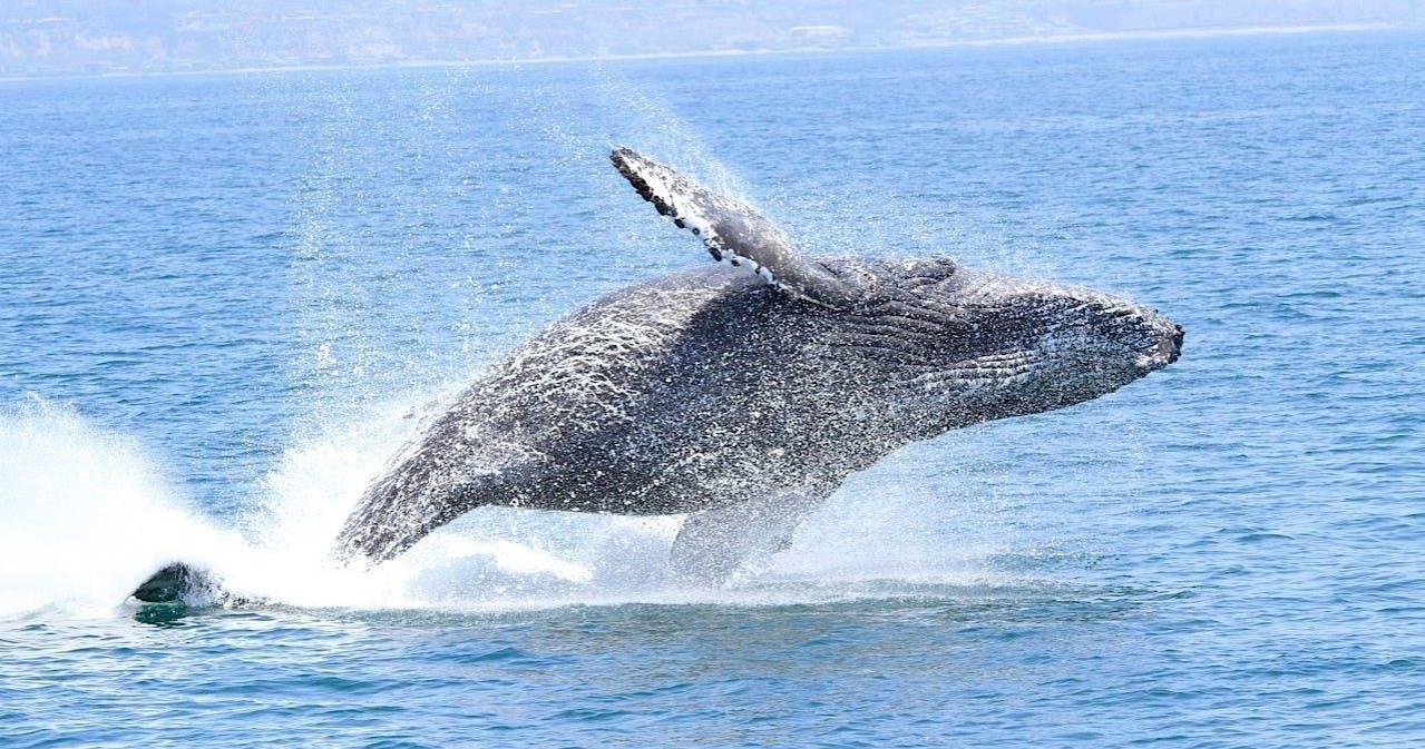 Whale and dolphin watching adventure tour in Orange County Musement