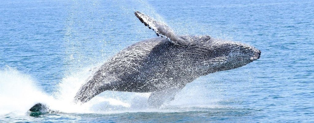 Whale and dolphin watching adventure tour in Orange County