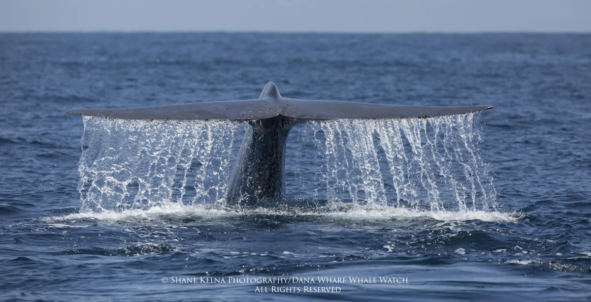 fareharbor-danawharf|26352-103590