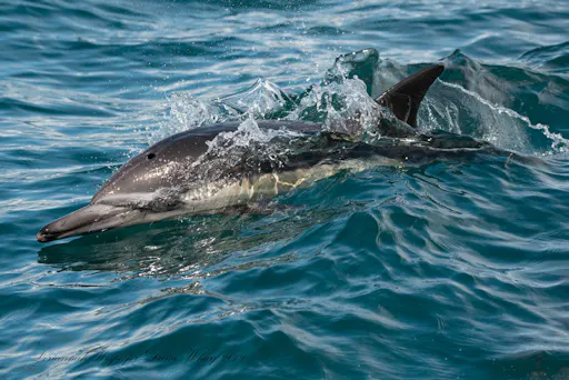 fareharbor-danawharf|26352-239362