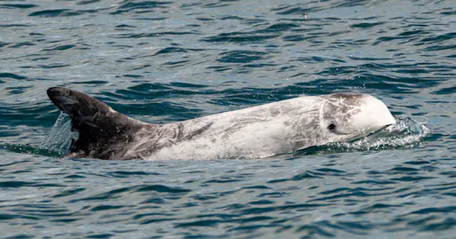 fareharbor-danawharf|26352-239363