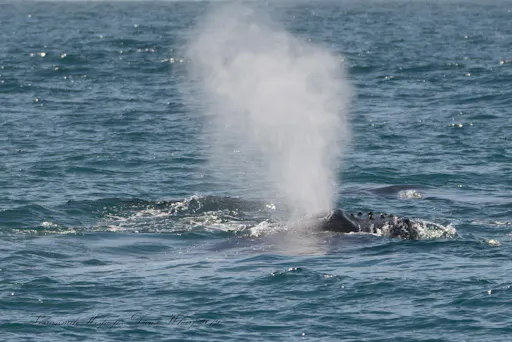 fareharbor-danawharf|26352-239365