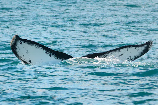 fareharbor-danawharf|26352-239367