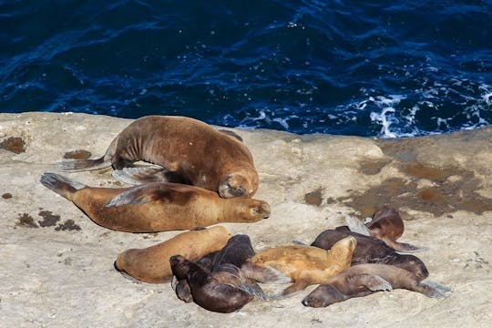 Tour of Peninsula Valdes and sea lions reserve from Puerto Madryn